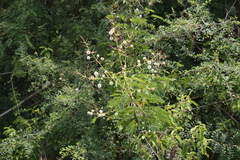 Acacia pennata